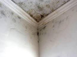 Mold Removal & Remediation